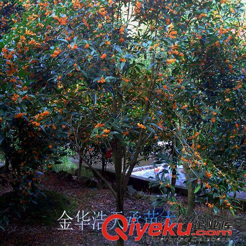 專業供應大量精品桂花樹 園林綠化苗木批發原始圖片3