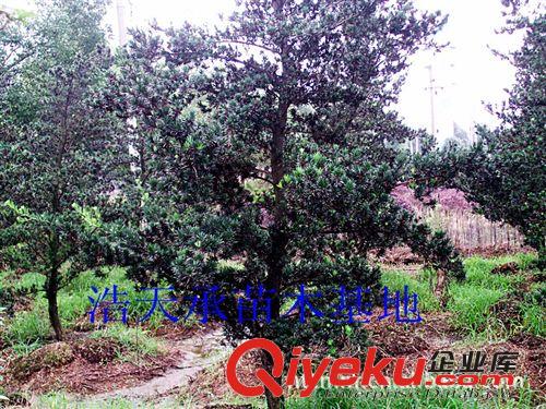 長期供應(yīng)優(yōu)質(zhì)園林綠化景觀苗木羅漢松樹苗