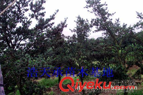 長期供應優質精品羅漢松樹，園林綠化苗，羅漢松金華浩天承苗圃原始圖片2