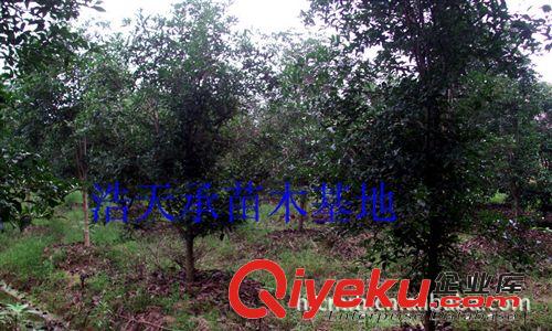 長期供應優質精品羅漢松樹，園林綠化苗，羅漢松金華浩天承苗圃