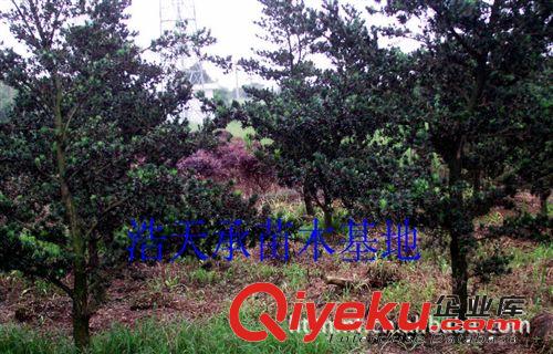 天承苗木基地現(xiàn)貨供應(yīng)綠化苗木，羅漢松樹苗，樹型優(yōu)美原始圖片3