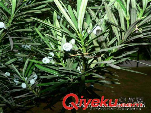 長期出售羅漢松，羅漢松樹苗木6公分，優(yōu)質(zhì)羅漢松