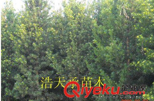大量供應優(yōu)質(zhì)羅漢松，大小規(guī)格齊全，價格優(yōu)惠，羅漢松，原始圖片2