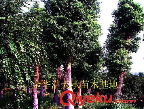 苗圃現(xiàn)貨供應(yīng)優(yōu)質(zhì)4年移植香樟樹，20—35公分價(jià)格合理，  香樟大原始圖片3