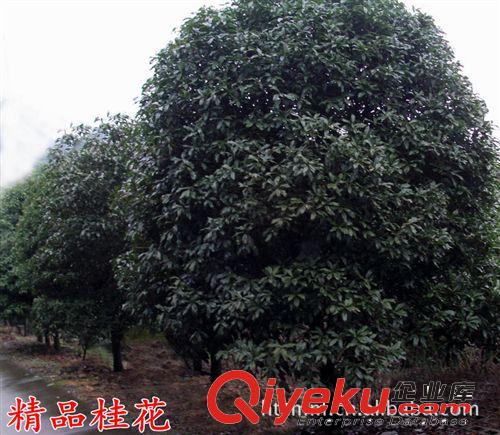 金華桂花產地【金品桂花樹】喬木綠化精品八月金桂