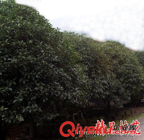 長期供應精品桂花 精品桂花盡在金華浩天承苗圃價格實惠原始圖片2