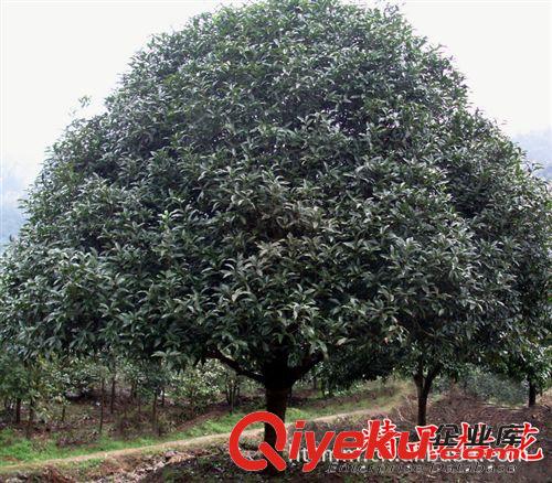 長期供應精品桂花 精品桂花盡在金華浩天承苗圃價格實惠原始圖片3