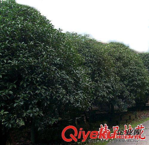 桂花樹。精品桂花樹7—12公分大量批發桂花樹，桂花苗 桂花樹原始圖片3