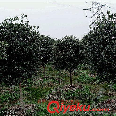 苗木綠化，zg桂花樹，價(jià)格，桂花廉質(zhì)優(yōu)，八月桂花樹，樹型好