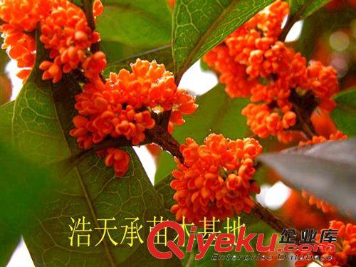 常年低價供應各種規格桂花樹 等優質 八月桂 綠化苗木