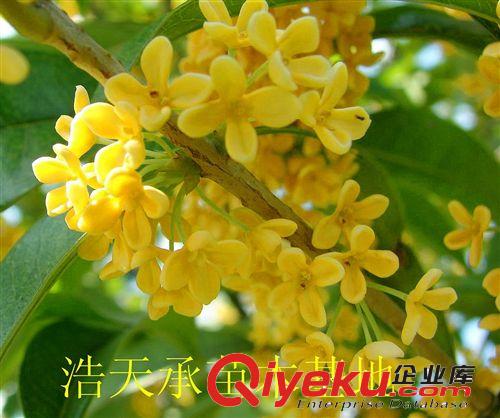 常年低價(jià)供應(yīng)優(yōu)質(zhì)桂花樹苗及園林，廣場(chǎng)，公園，道路綠化苗木 桂