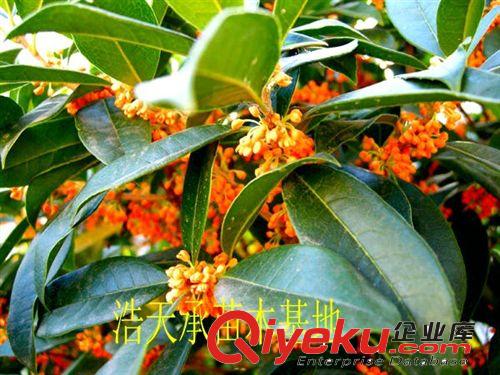 長(zhǎng)期出售綠化苗木 金華桂花樹 桂花小苗 規(guī)格全 量大優(yōu)惠原始圖片2