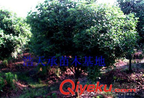 長(zhǎng)期出售綠化苗木 金華桂花樹 桂花小苗 規(guī)格全 量大優(yōu)惠原始圖片3