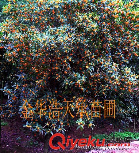 常年低價(jià)供應(yīng)優(yōu)質(zhì)桂花樹苗及園林，廣場(chǎng)，公園，道路綠化苗木 桂原始圖片2