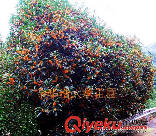 常年低價(jià)供應(yīng)優(yōu)質(zhì)桂花樹苗及園林，廣場(chǎng)，公園，道路綠化苗木 桂原始圖片3