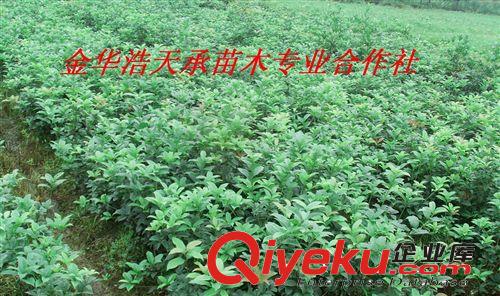 浩天承苗圃大量批發桂花苗，H70—80公分桂花苗，量大更優惠