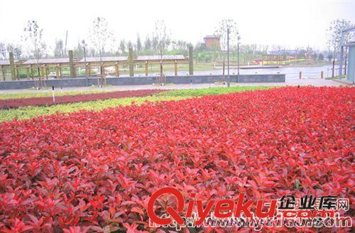 天承苗圃基地低價出售各種大小紅葉石楠苗，價廉質(zhì)優(yōu)，紅葉石楠苗