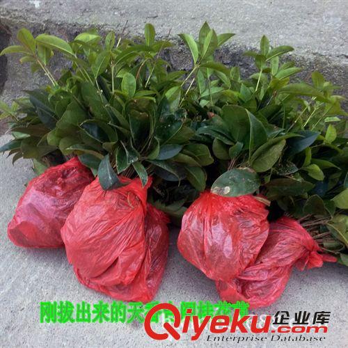 浩天承供應新產(chǎn)品天香臺閣桂花小苗  量大從優(yōu)