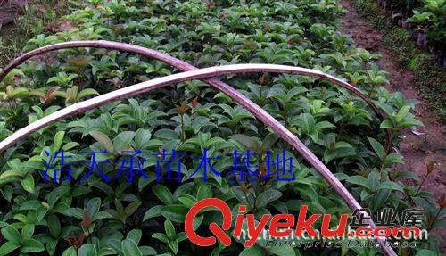 大量批發一年生狀元紅桂花小苗   量大更優惠