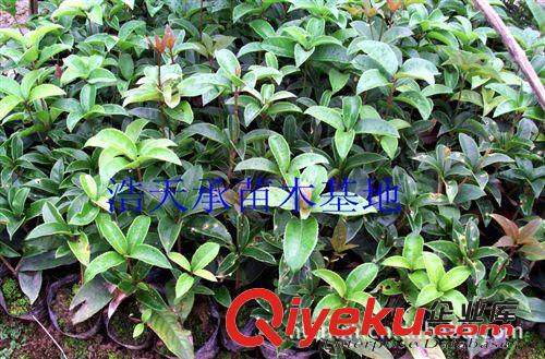 低價批發綠化苗木桂花小苗 高度30-50厘米 園林綠化原始圖片2