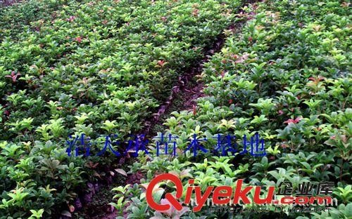 低價批發綠化苗木桂花小苗 高度30-50厘米 園林綠化原始圖片3