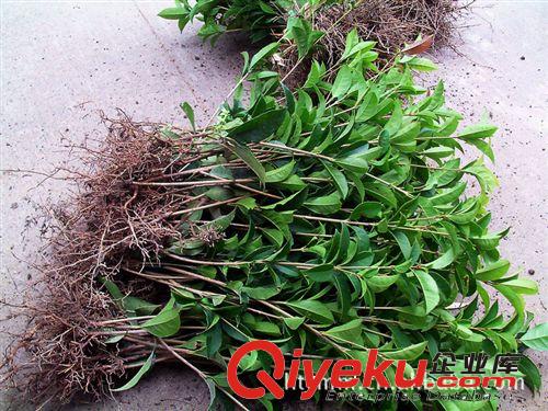 大量批發優質桂花2年移栽小苗，H40—50公分金球桂小苗，金球桂