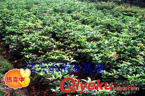 大量批發優質桂花2年移栽小苗，H40—50公分金球桂小苗，金球桂