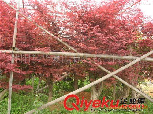 優(yōu)質(zhì)美國紅楓籽種價(jià)格每斤1100元，各種規(guī)格美國紅楓綠化苗木原始圖片2