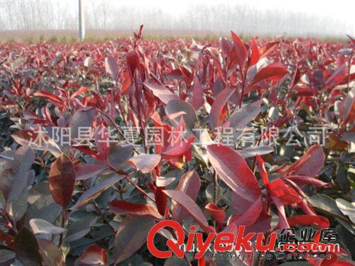 大量供應紅葉石楠球80-100公分價格每棵40元 還有其它各種規(guī)格原始圖片2