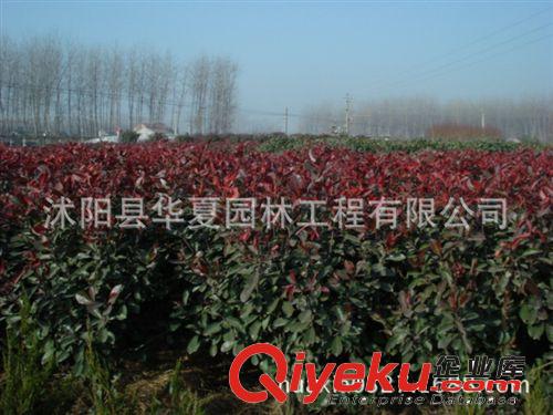 大量供應紅葉石楠球80-100公分價格每棵40元 還有其它各種規(guī)格原始圖片3