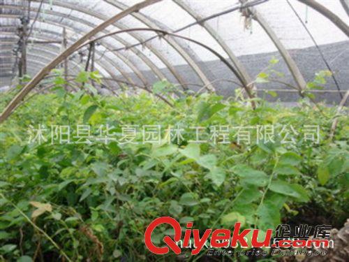 【廠家直銷】供應(yīng)藍(lán)莓苗木種苗兔眼2年生9元/棵 規(guī)格齊全原始圖片3