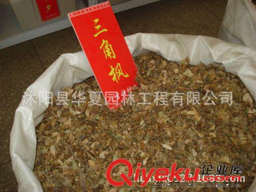 優(yōu)質(zhì)馬尾松種子每斤25元 各種規(guī)格馬尾松綠化苗木原始圖片2