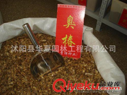 優(yōu)質(zhì)馬尾松種子每斤25元 各種規(guī)格馬尾松綠化苗木原始圖片3