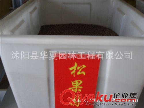【廠家直銷(xiāo)】廉價(jià)出售{zx1}品種波斯菊花壇種子50元/斤進(jìn)口種子