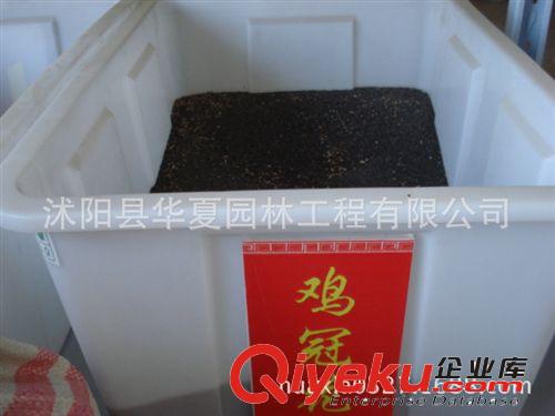 【廠家直銷(xiāo)】廉價(jià)出售{zx1}品種波斯菊花壇種子50元/斤進(jìn)口種子