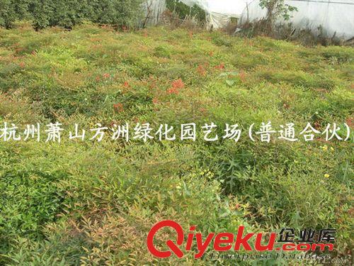 方洲園林苗木基地常年供應(yīng)紅天竺、南天竹、南天竺