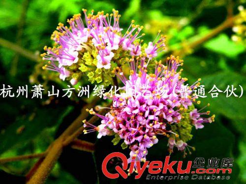 供應灌木木繡球、綠化苗木、木球莢迷、繡球花 莢迷