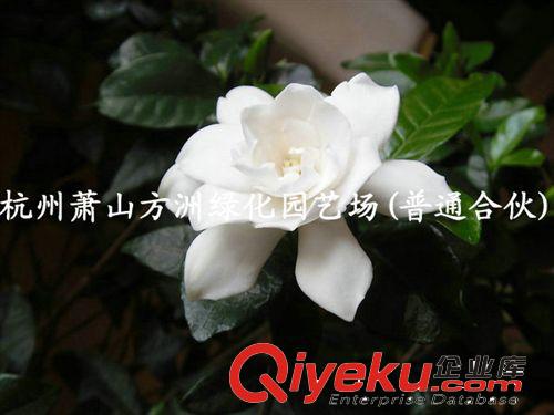 批發(fā)供應桅子花  大葉梔子花,小葉桅子花