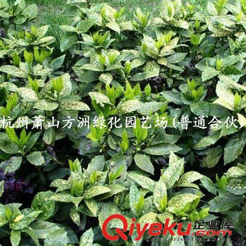 供應(yīng)綠化苗木新品種珍貴的耐陰灌木灑金珊瑚(圖)