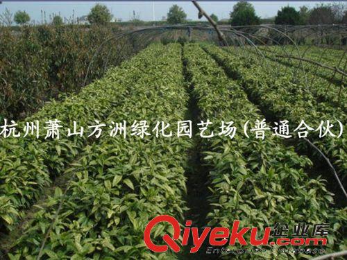 供應(yīng)綠化苗木新品種珍貴的耐陰灌木灑金珊瑚(圖)