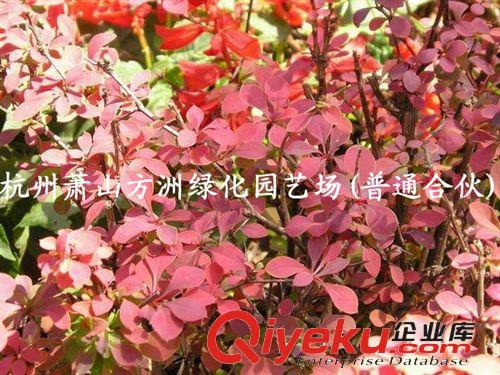 供應(yīng)紅葉小檗 綠化紅葉小檗（圖）