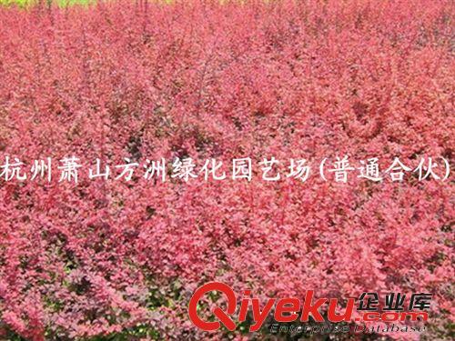 供應(yīng)紅葉小檗 綠化紅葉小檗（圖）