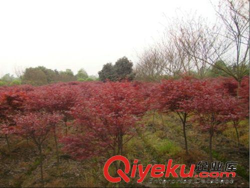 綠化苗木 種苗 紅楓地徑1-2公分 優(yōu)質(zhì)精選，植株健壯，大量供應