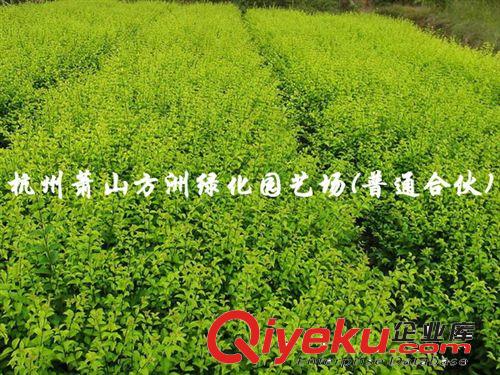 綠化苗木 種苗 金葉女貞H10-20 優質精選，植株健壯，大量供應