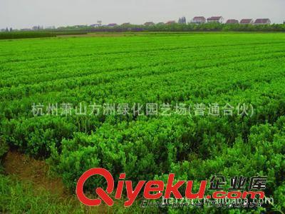 瓜子黃楊 H30(0.3) 植株健壯，各種規(guī)格大量供應(yīng)