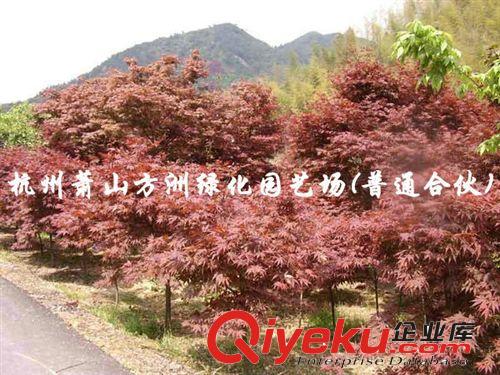 ~種子 供應(yīng)紫藤種子 苗木 紫藤種子（優(yōu)質(zhì)精選，大量供應(yīng)）