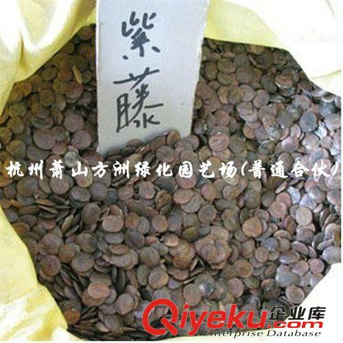 大量直銷金娃娃萱草，大花萱草， 石蒜 紅花石蒜