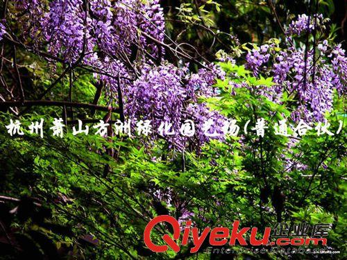 ~種子 供應(yīng)紫藤種子 苗木 紫藤種子（優(yōu)質(zhì)精選，大量供應(yīng)）原始圖片2