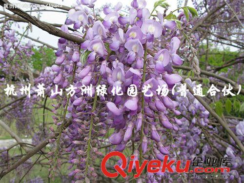 ~種子 供應(yīng)紫藤種子 苗木 紫藤種子（優(yōu)質(zhì)精選，大量供應(yīng)）原始圖片3