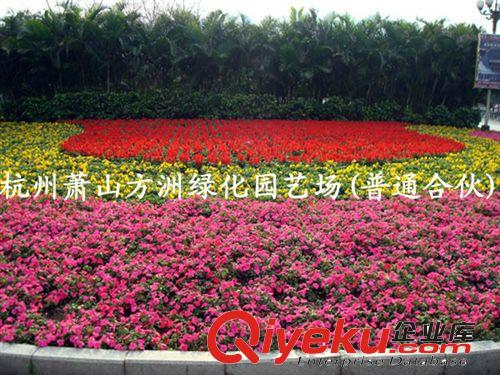苗木基地供應(yīng)時(shí)花 四季花卉  時(shí)花花壇 花卉工程苗木